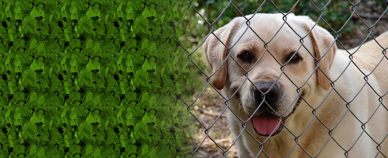 Kennel Temperature Monitoring Monnit Corp.